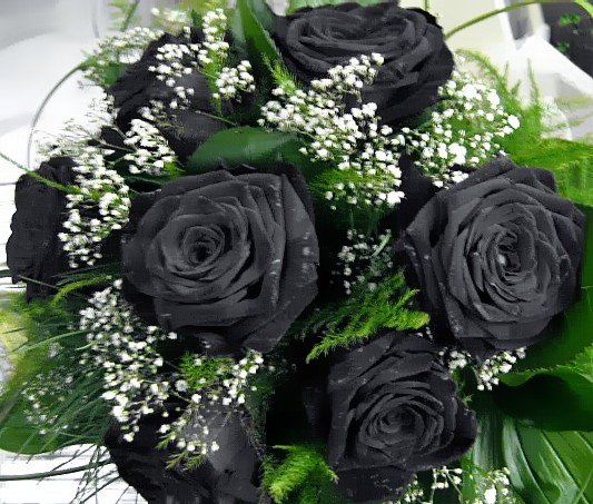 http://fc28.deviantart.com/fs18/f/2007/148/b/6/roses_black_by_moon_atic.jpg